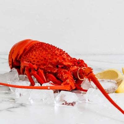Local Eastern Rock Lobster - 800g