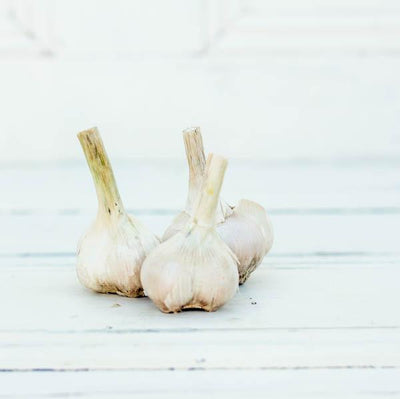 Local Russian Garlic by Producer Spicy Creek at Your Food Collective