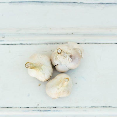 Local Russian Garlic by Producer Spicy Creek at Your Food Collective